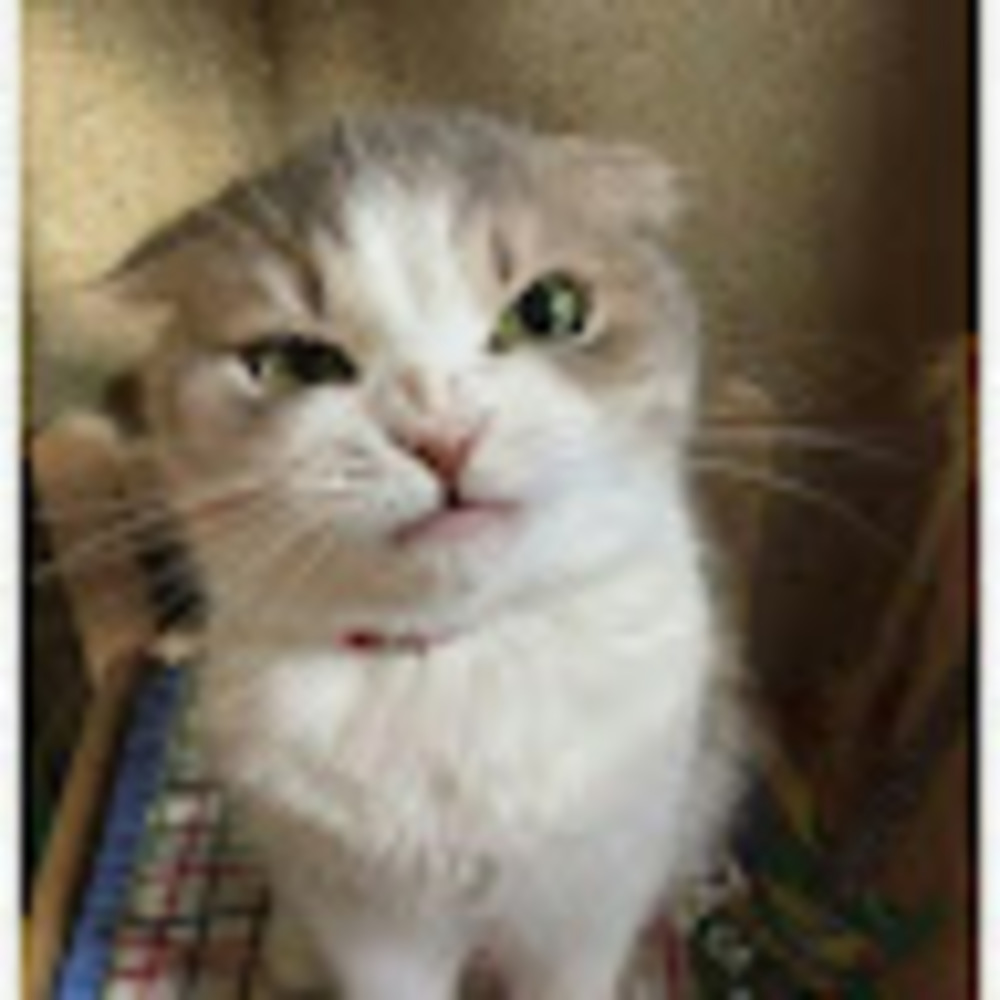 Meet your Posher, Carol